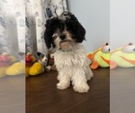 BichPoo puppies - Male Bichpoo Puppy for Sale - Photo #12