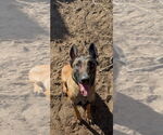 Small #3 Mutt