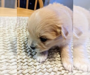 Paperanian-Pom-A-Poo Mix Puppy for sale in HAMPDEN, ME, USA