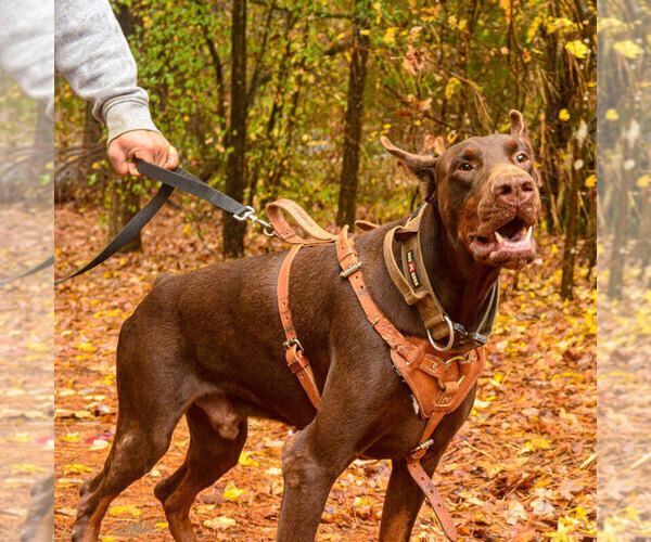 Medium Photo #74 Doberman Pinscher Puppy For Sale in FORT LAUDERDALE, FL, USA