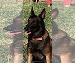 Small Photo #3 Belgian Malinois Puppy For Sale in PALMHURST, TX, USA