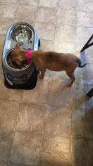 Golden Retriever-Terrier Brasileiro(Brazillian Terrier ) Mix Puppy for sale in MENASHA, WI, USA