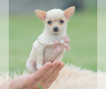 Puppy ITTY TEACUP Chihuahua