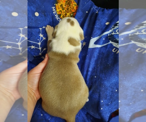 Medium Photo #17 American Pit Bull Terrier Puppy For Sale in DANNEBROG, NE, USA
