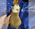 Small Photo #17 American Pit Bull Terrier Puppy For Sale in DANNEBROG, NE, USA