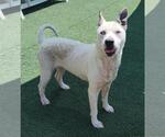 Small #9 American Pit Bull Terrier-Catahoula Leopard Dog Mix