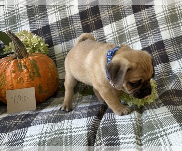Medium Photo #4 Puggle Puppy For Sale in ELKTON, VA, USA