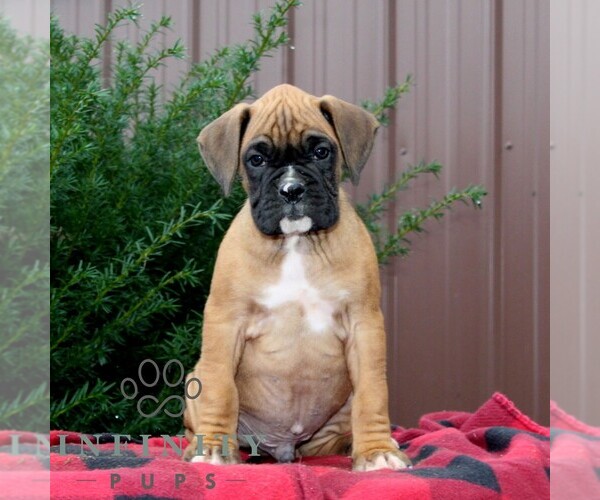 Medium Photo #2 Boxer Puppy For Sale in QUARRYVILLE, PA, USA