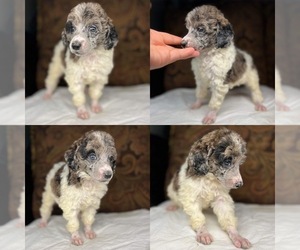 Poodle (Standard) Puppy for sale in BROOKER, FL, USA