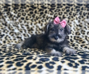 Schnauzer (Miniature) Puppy for sale in LAKELAND, FL, USA