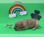 Image preview for Ad Listing. Nickname: Female puppy