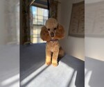 Small #2 Poodle (Toy)