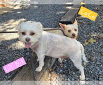Small #1 Maltese Mix