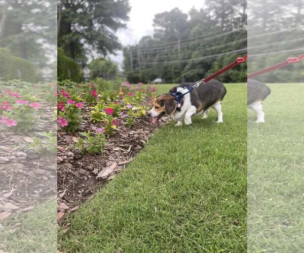 Medium Photo #2 Beagle Puppy For Sale in Atlanta, GA, USA