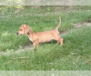 Dachshund Puppy for Sale in PAMPLIN, Virginia USA