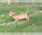 Small Dachshund