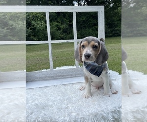 Beagle Puppy for sale in NACOGDOCHES, TX, USA