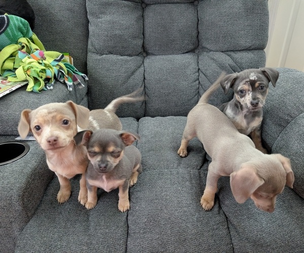 Medium Photo #1 Chiweenie Puppy For Sale in CAMANO ISLAND, WA, USA