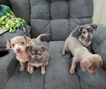 Small Photo #1 Chiweenie Puppy For Sale in CAMANO ISLAND, WA, USA