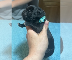 Cane Corso Puppy for sale in GIG HARBOR, WA, USA