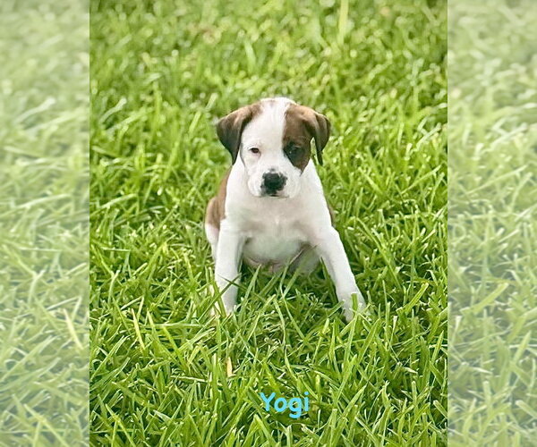 Medium Photo #1 Boxer Puppy For Sale in Dumont, NJ, USA