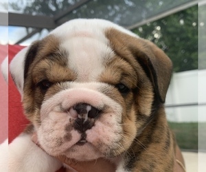 English Bulldog Puppy for Sale in SPRING HILL, Florida USA