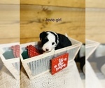 Small Photo #11 Miniature Australian Shepherd-Poodle (Toy) Mix Puppy For Sale in HAMILTON, MI, USA