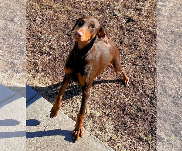 Medium Photo #7 Doberman Pinscher Puppy For Sale in Omaha, NE, USA