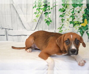Rhodesian Ridgeback-Unknown Mix Dogs for adoption in Oroville, CA, USA