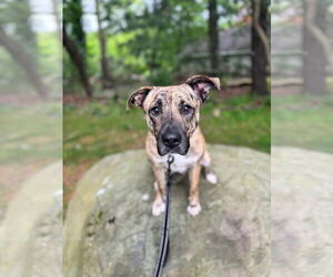 Mountain Cur-Unknown Mix Dogs for adoption in Westwood, NJ, USA