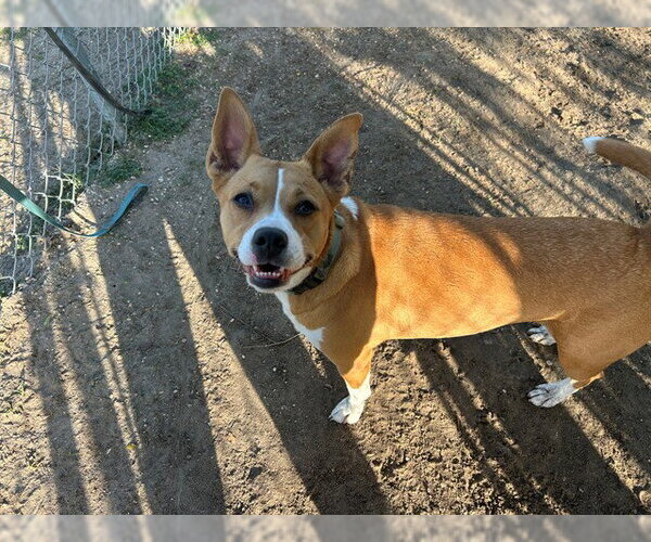 Medium Photo #2 Basenji-Unknown Mix Puppy For Sale in Ocala, FL, USA