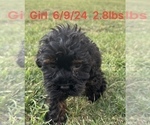 Small Photo #1 Cockapoo Puppy For Sale in MONTPELIER, OH, USA