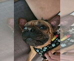Small #3 French Bulldog