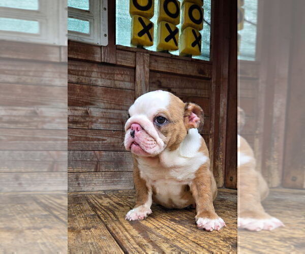 Medium Photo #8 English Bulldog Puppy For Sale in TULSA, OK, USA