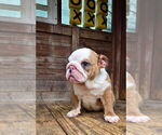 Small #7 English Bulldog