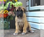 Small Photo #6 Mastiff Puppy For Sale in GAP, PA, USA