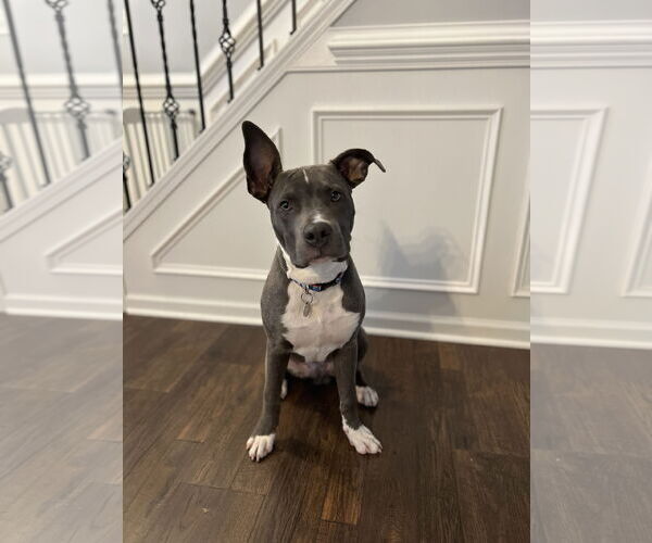 Medium Photo #1 American Staffordshire Terrier-Unknown Mix Puppy For Sale in Holly Springs, NC, USA