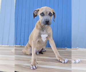 American Staffordshire Terrier-Unknown Mix Dogs for adoption in Lakewood, CO, USA
