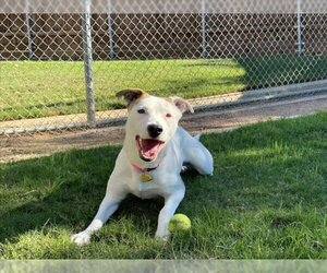 Labrador Retriever-Unknown Mix Dogs for adoption in Plano, TX, USA