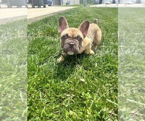 French Bulldog Puppy for sale in VINE GROVE, KY, USA
