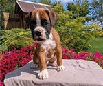 Small Photo #78 Boxer Puppy For Sale in GOSHEN, IN, USA