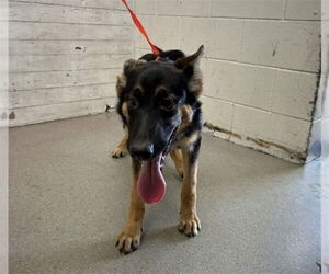 Medium German Shepherd Dog