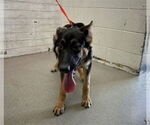 Small German Shepherd Dog