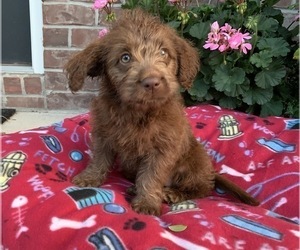 Labradoodle Puppy for sale in GREENWOOD, IN, USA