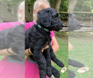 Goldendoodle Puppy for sale in ANDREWS, NC, USA