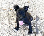 Small #8 Labrador Retriever Mix