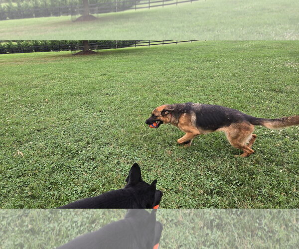 Medium Photo #12 German Shepherd Dog Puppy For Sale in Centreville, VA, USA