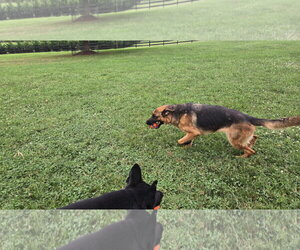 Sophie 7563 - Female German Shepherd Dog Dog for Adoption - Photo #12