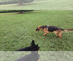 Small Photo #12 German Shepherd Dog Puppy For Sale in Centreville, VA, USA