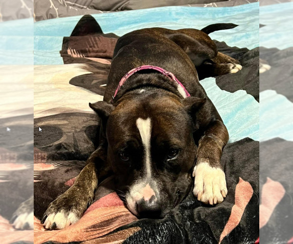 Medium Photo #6 American Staffordshire Terrier-Unknown Mix Puppy For Sale in St. Ann, MO, USA